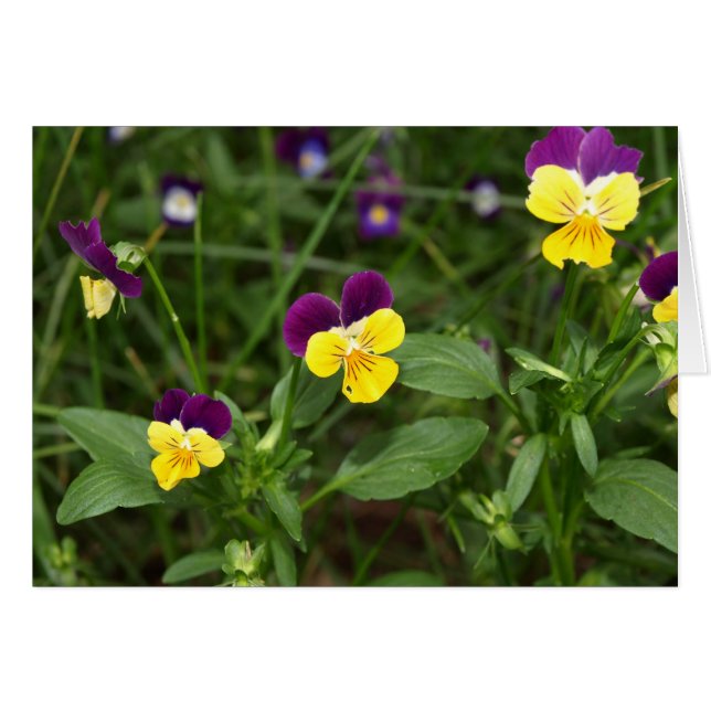 Johnny-springkaart (Voorkant Horizontaal)