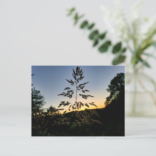 Johnson Grass Briefkaart (Staand voorkant)