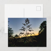 Johnson Grass Briefkaart (Voorkant / Achterkant)