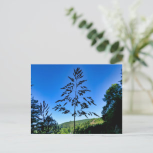 Johnson Grass Briefkaart