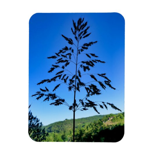 Johnson Grass Magneet (Verticaal)