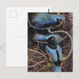 Johnston Vintage Blauwe Paradijsvogel Illustratie Briefkaart