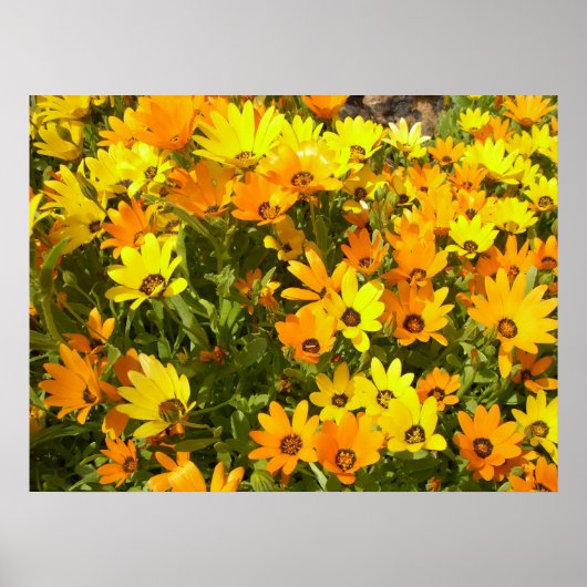 Joie de Vivre (1) Poster (Voorkant)