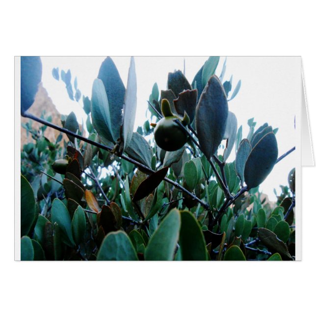 Jojoba (Voorkant Horizontaal)