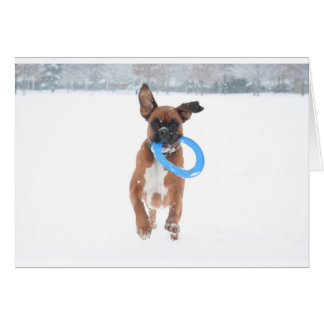 Jolie speelt frizbee in de sneeuw