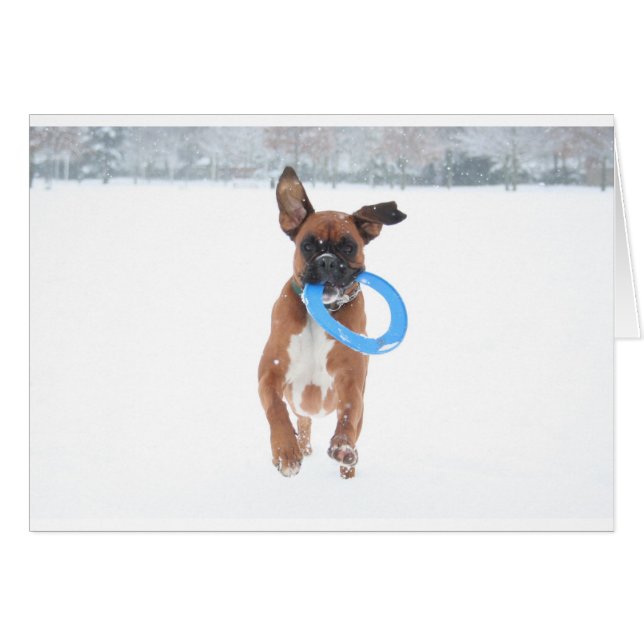Jolie speelt frizbee in de sneeuw (Voorkant Horizontaal)