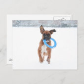 Jolie speelt frizbee in de sneeuw briefkaart (Voorkant / Achterkant)