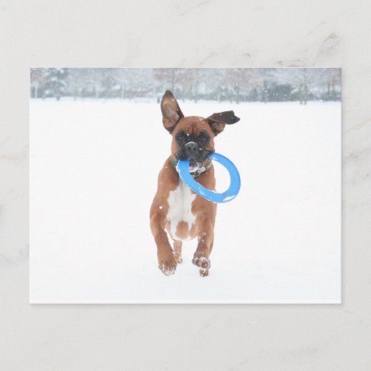 Jolie speelt frizbee in de sneeuw briefkaart (Voorkant)