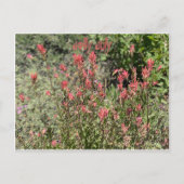 Jolly juli briefkaart (Voorkant)