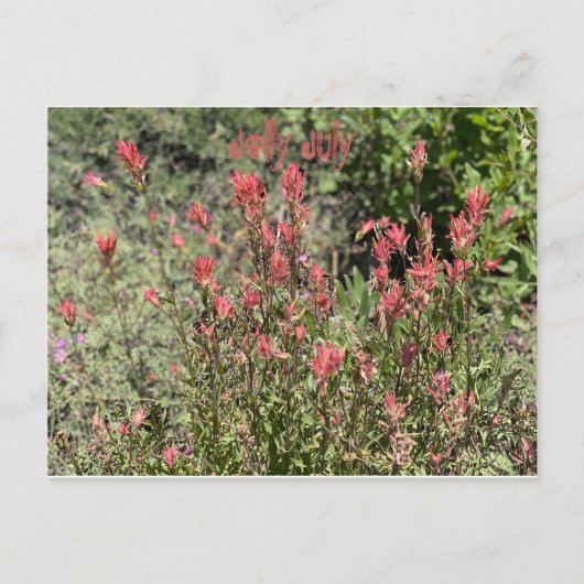 Jolly juli briefkaart (Voorkant)