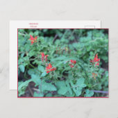 Jolly Juli Briefkaart (Voorkant / Achterkant)