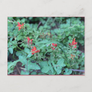 Jolly Juli Briefkaart