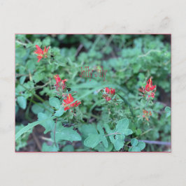 Jolly Juli Briefkaart