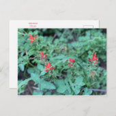 Jolly Juli Briefkaart (Voorkant / Achterkant)