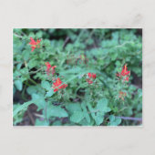 Jolly Juli Briefkaart (Voorkant)