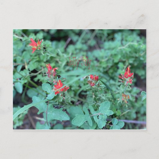 Jolly Juli Briefkaart (Voorkant)