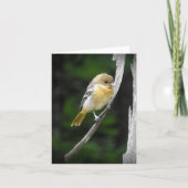 Jong Baltimore Oriole blanco Kaart (Voorkant)