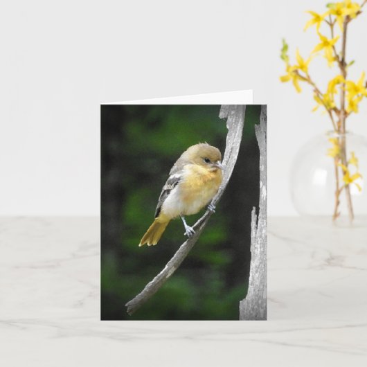 Jong Baltimore Oriole blanco Kaart (Gele Bloem)