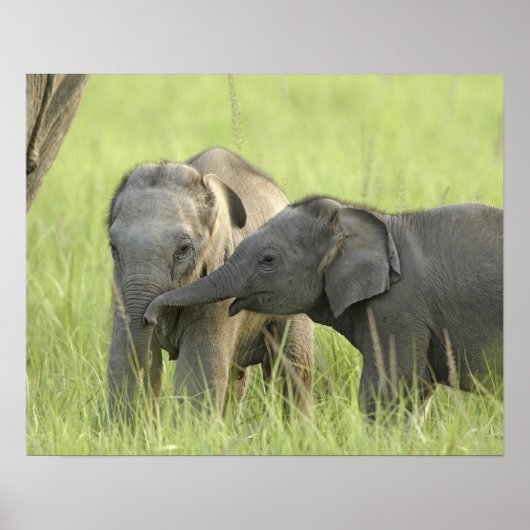 Jong dier van Indische / Aziatische olifant Poster (Voorkant)
