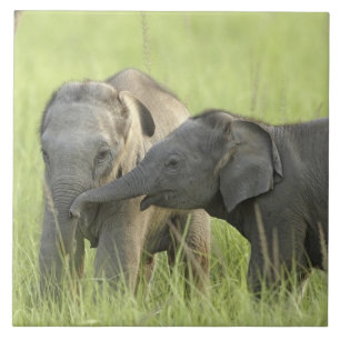 Jong dier van Indische / Aziatische Olifant Tegeltje