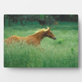 Jong hengst rent door weide fotoplaat (voorkant)