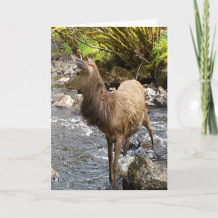 Jong hertenbokje staand in rivier serene scène kaart