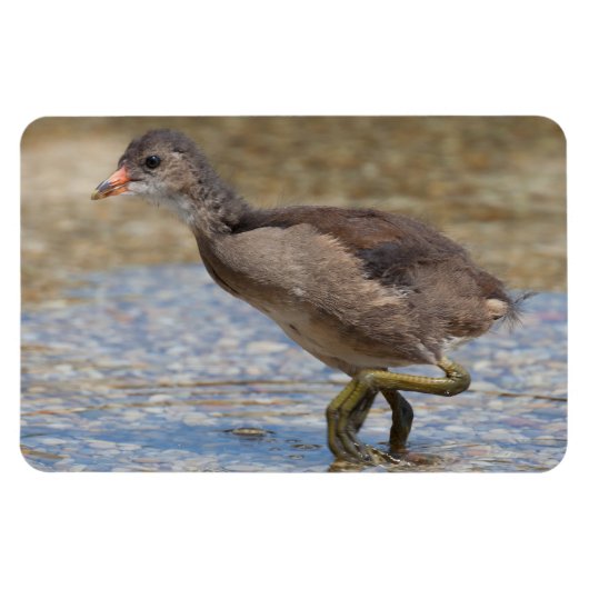 Jong kuiken van de meerkoet magneet (Horizontaal)