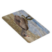 Jong kuiken van de meerkoet magneet (Rechterzijde)