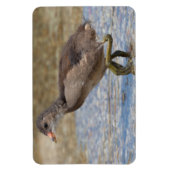 Jong kuiken van de meerkoet magneet (Verticaal)