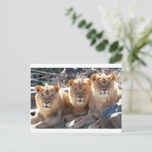 JONG MALE LIONS BRIEFKAART (Staand voorkant)