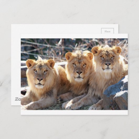 JONG MALE LIONS BRIEFKAART (Voorkant / Achterkant)