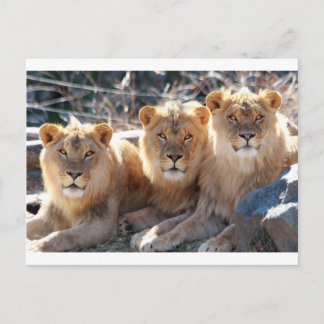 JONG MALE LIONS BRIEFKAART
