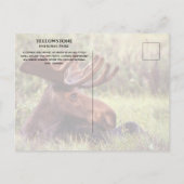 Jong mannelijk eland rustend in gras Yellowstone Briefkaart (Achterkant)