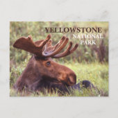 Jong mannelijk eland rustend in gras Yellowstone Briefkaart (Voorkant)