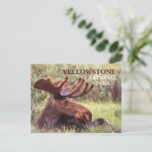 Jong mannelijk eland rustend in gras Yellowstone Briefkaart (Staand voorkant)
