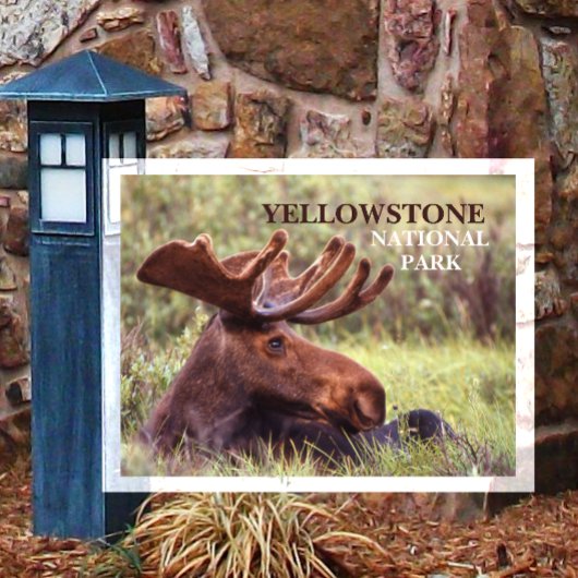Jong mannelijk eland rustend in gras Yellowstone Briefkaart