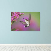 Jong mannelijke Robijnkeelkolibrie Canvas Afdruk (Insitu (Houten vloer))