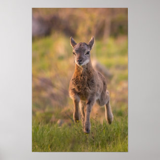 Jong Mouflon in Weiland Natuurfotografie Poste Poster