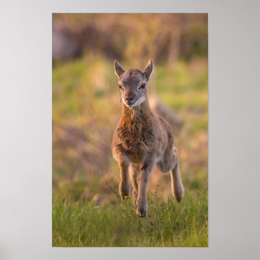 Jong Mouflon in Weiland Natuurfotografie Poste Poster (Voorkant)