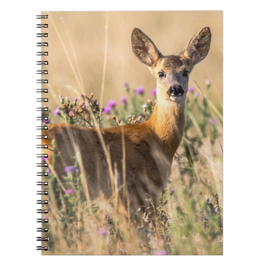 Jong Ree in Weiland Notitieboek (Voorkant)
