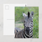 Jong Zebra Wildlife in Afrika Briefkaart (Voorkant / Achterkant)