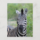 Jong Zebra Wildlife in Afrika Briefkaart (Voorkant)