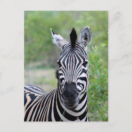Jong Zebra Wildlife in Afrika Briefkaart (Voorkant)