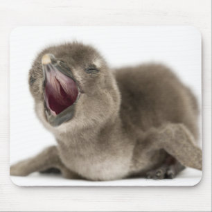 Jonge Afrikaanse pinguïn - Sfeniscus demersus. Muismat