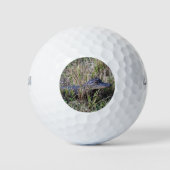 Jonge alligator in Florida moerasgras Golfballen (Voorkant)
