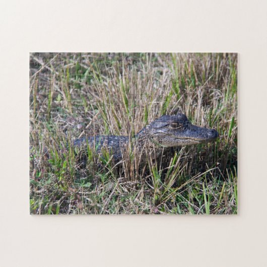 Jonge Alligator in Moerasgras Wilde Natuur  Legpuzzel (Horizontaal)