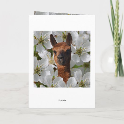 Jonge alpaca in witte bloesems, kaart (Achterkant)