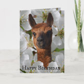 Jonge alpaca in witte bloesems, kaart (Voorkant)