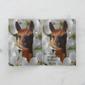 Jonge alpaca in witte bloesems, kaart (Binnen)