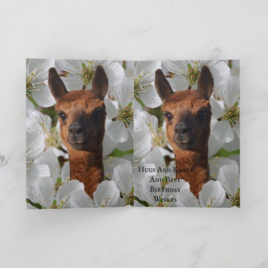 Jonge alpaca in witte bloesems, kaart (Binnen)